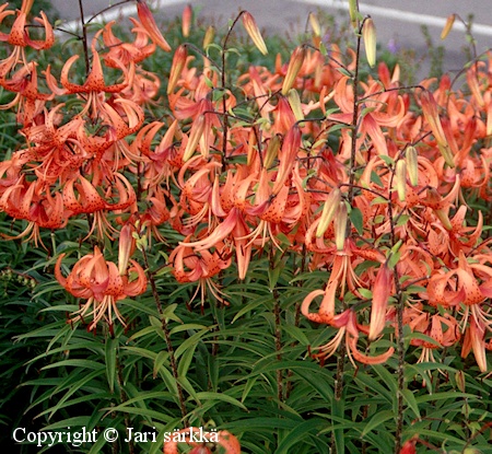  Lilium lancifolium 